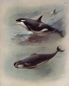 Dræber, Pilothval